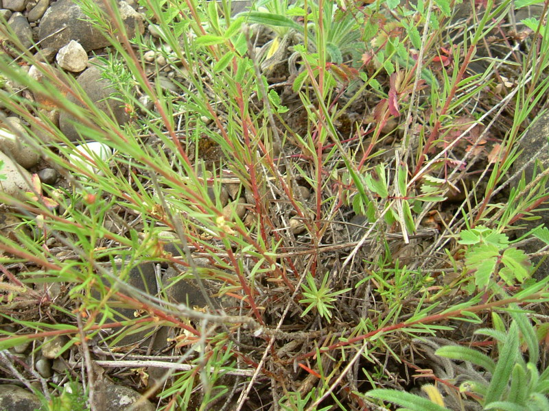 Linum tenuifolium / Lino a foglie strette